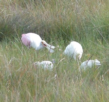 This Roseate Spoonbill has something to say